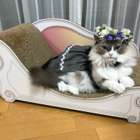 Birman, Kedi  Mia fotoğrafı