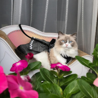Birman, Kedi  Mia fotoğrafı
