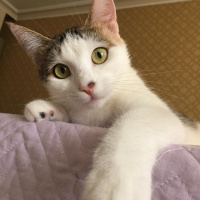 Tekir Kedi, Kedi  Pipet fotoğrafı