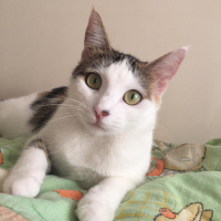 Tekir Kedi, Kedi  Pipet fotoğrafı