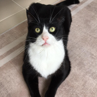 Tekir Kedi, Kedi  Pipet fotoğrafı