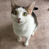Tekir Kedi, Kedi  Pipet fotoğrafı