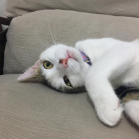 Tekir Kedi, Kedi  Pipet fotoğrafı