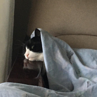 Tekir Kedi, Kedi  Pipet fotoğrafı