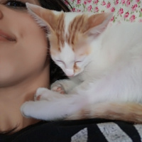 Abyssinian, Kedi  Oscar fotoğrafı
