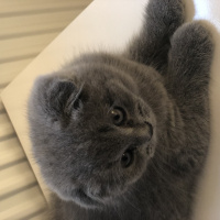 Scottish Fold, Kedi  Grey fotoğrafı