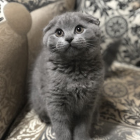 Scottish Fold, Kedi  Grey fotoğrafı