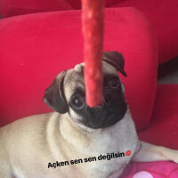 Pug, Köpek  Mia fotoğrafı