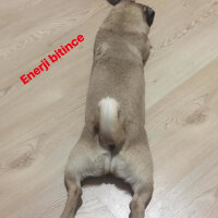 Pug, Köpek  Mia fotoğrafı