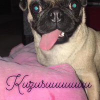 Pug, Köpek  Mia fotoğrafı