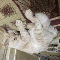 İran Kedisi (Persian), Kedi  Kral fotoğrafı