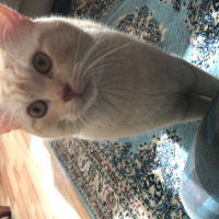 İran Kedisi (Persian), Kedi  Kral fotoğrafı