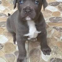 Cane Corso Italiano, Köpek  DumaN fotoğrafı