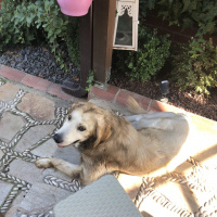 Golden Retriever, Köpek  ARES fotoğrafı