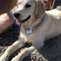 Golden Retriever, Köpek  ARES fotoğrafı