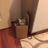 Scottish Fold, Kedi  Mia fotoğrafı