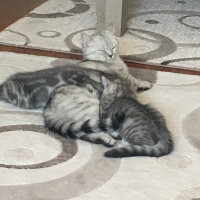 Scottish Fold, Kedi  Mia fotoğrafı