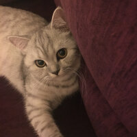 Scottish Fold, Kedi  Mia fotoğrafı