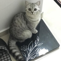 Scottish Fold, Kedi  Mia fotoğrafı