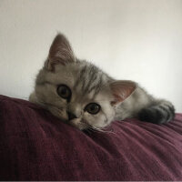 Scottish Fold, Kedi  Mia fotoğrafı