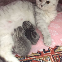 Scottish Fold, Kedi  Mia fotoğrafı