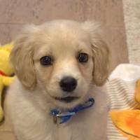 İngiliz Cocker Spaniel, Köpek  rio fotoğrafı