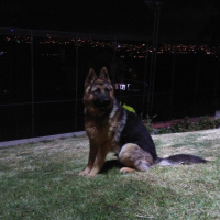 Alman Çoban Köpeği, Köpek  Paşa fotoğrafı