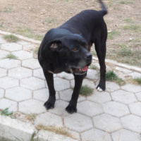 Cane Corso Italiano, Köpek  Çarli fotoğrafı