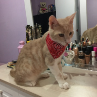 Tekir Kedi, Kedi  Ponçik fotoğrafı