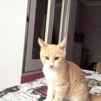Tekir Kedi, Kedi  Ponçik fotoğrafı