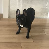 Fransız Bulldog, Köpek  Sheba Ateş fotoğrafı