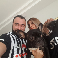 Fransız Bulldog, Köpek  Sheba Ateş fotoğrafı