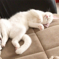 British Shorthair, Kedi  Papatya fotoğrafı