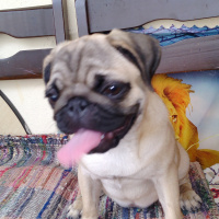 Pug, Köpek  Oskar pug 0 numara fotoğrafı