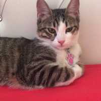 Tekir Kedi, Kedi  Piksel fotoğrafı