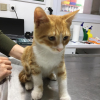 Sarman, Kedi  ponçik fotoğrafı