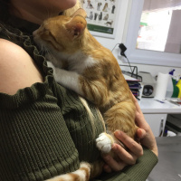 Sarman, Kedi  ponçik fotoğrafı