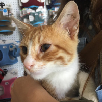 Sarman, Kedi  ponçik fotoğrafı