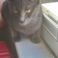 Mavi Rus, Kedi  Mia fotoğrafı