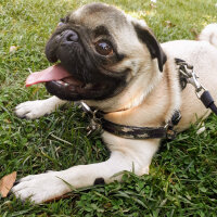 Pug, Köpek  Boyka fotoğrafı