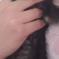 Tekir Kedi, Kedi  Zeytin fotoğrafı