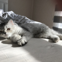 Chinchilla, Kedi  Gofret fotoğrafı