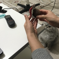 Chinchilla, Kedi  Gofret fotoğrafı