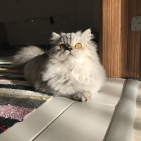 Chinchilla, Kedi  Gofret fotoğrafı
