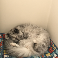 Chinchilla, Kedi  Gofret fotoğrafı