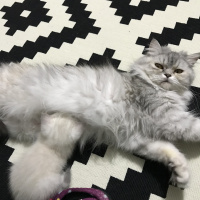 Chinchilla, Kedi  Gofret fotoğrafı