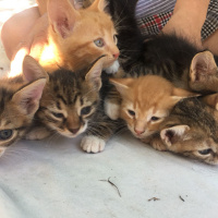 Tekir Kedi, Kedi  Yedi cuceler fotoğrafı
