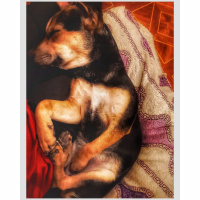 Jack Russell Terrier, Köpek  Lili fotoğrafı