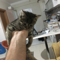Siyam Kedisi, Kedi  Miyavsu fotoğrafı