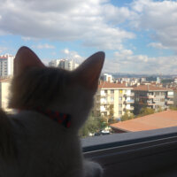 Tekir Kedi, Kedi  Loki fotoğrafı